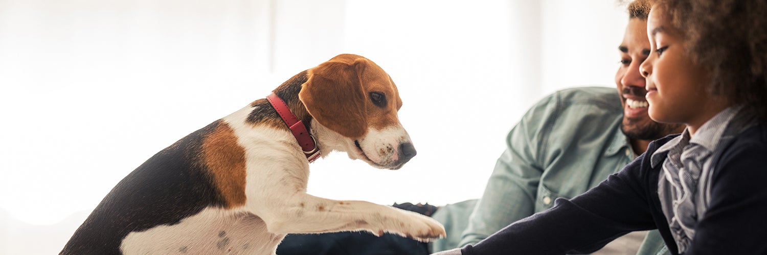 A family plays with their dog.